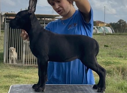Cane corso puppies