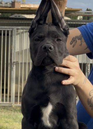 Cane corso puppies