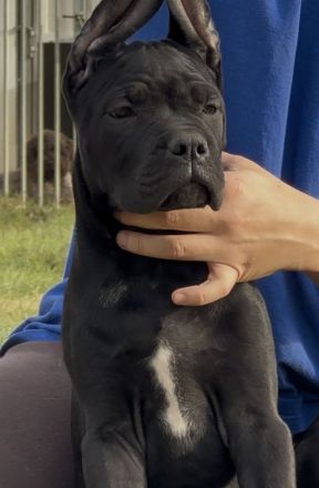 Cane corso puppies