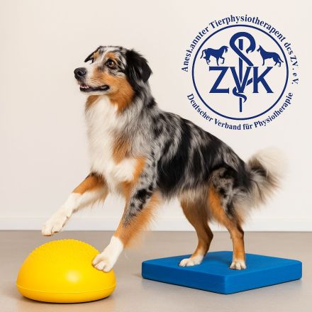 Mobile Tierphysiotherapie
