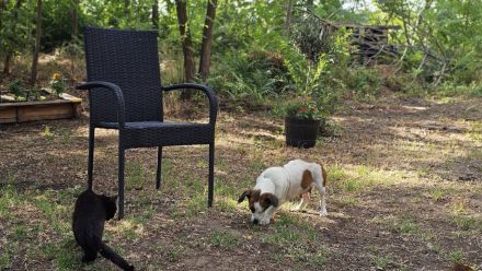 Nandel braucht dringend ein Körbchen
