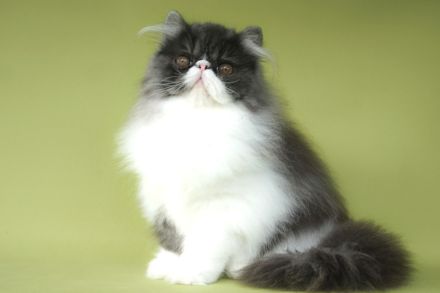 junge Perserkätzin aus Hobbyzucht