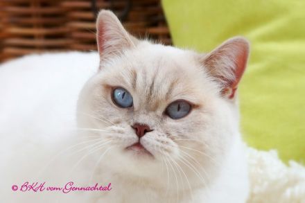 Britischkurzhaarkatzen mit Stammbaum kastriert