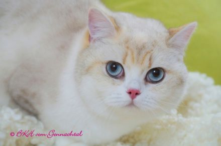 Britischkurzhaarkatzen mit Stammbaum kastriert