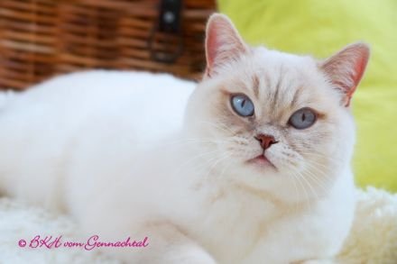 Britischkurzhaarkatzen mit Stammbaum kastriert