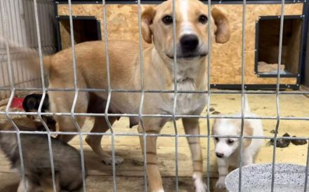 Jungmama Kira sucht Ihre Familie