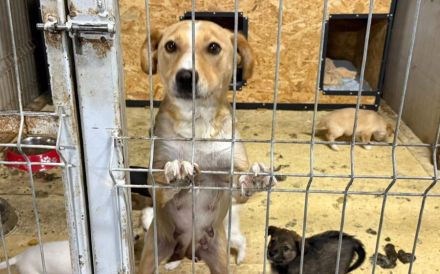 Jungmama Kira sucht Ihre Familie