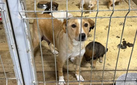 Jungmama Kira sucht Ihre Familie