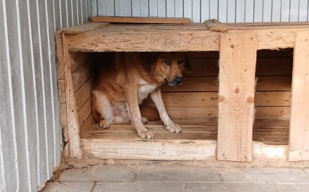 Sanftmütiger Snape sucht sein Zuhause