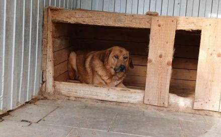 Sanftmütiger Snape sucht sein Zuhause