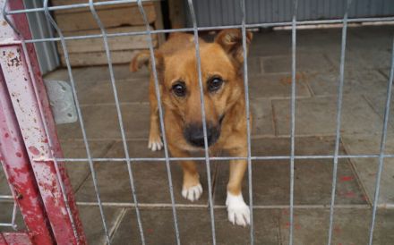 Funny - ein echtes Unikat