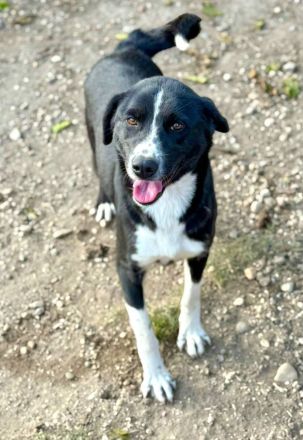 Ezra, 2 Jahre alt, freundlich, Menschen bezogen, möchte in ihrem Zuhause ankommen