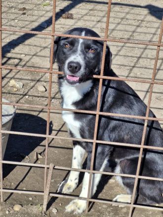 Ezra, 2 Jahre alt, freundlich, Menschen bezogen, möchte in ihrem Zuhause ankommen