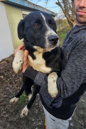 Ezra, 2 Jahre alt, freundlich, Menschen bezogen, auf PS in 56154 Boppard