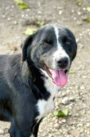 Ezra, 2 Jahre alt, freundlich, Menschen bezogen, möchte in ihrem Zuhause ankommen