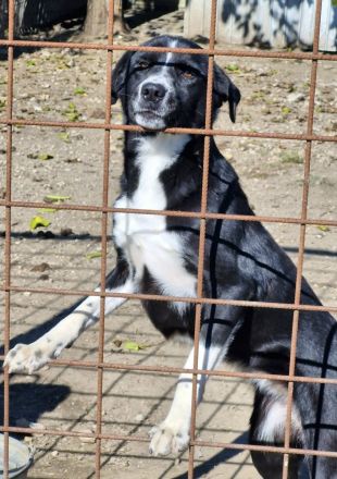 Ezra, 2 Jahre alt, freundlich, Menschen bezogen, möchte in ihrem Zuhause ankommen