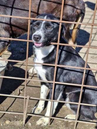 Ezra, 2 Jahre alt, freundlich, Menschen bezogen, möchte in ihrem Zuhause ankommen