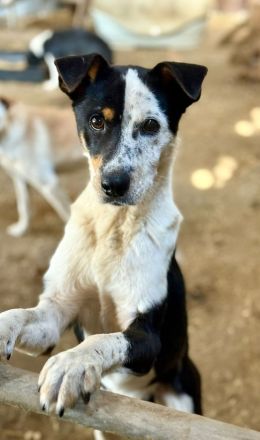 Spotty, weiß-schwarz, 2 Jahre alt, sehr zutraulich, möchte adoptiert werden
