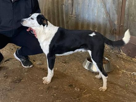 Spotty, weiß-schwarz, 2 Jahre alt, sehr zutraulich, möchte adoptiert werden