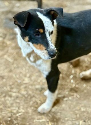 Spotty, weiß-schwarz, 2 Jahre alt, sehr zutraulich, möchte adoptiert werden