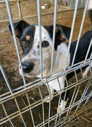 Spotty, weiß-schwarz, 2 Jahre alt, sehr zutraulich, möchte adoptiert werden