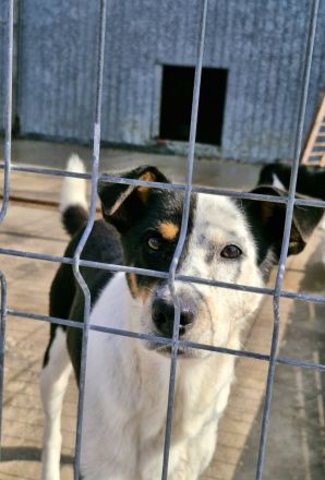 Spotty, weiß-schwarz, 2 Jahre alt, sehr zutraulich, möchte adoptiert werden