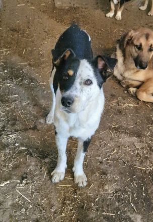 Spotty, weiß-schwarz, 2 Jahre alt, sehr zutraulich, möchte adoptiert werden