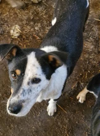 Spotty, weiß-schwarz, 2 Jahre alt, sehr zutraulich, möchte adoptiert werden