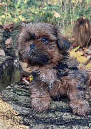 Shih Tzu Welpen