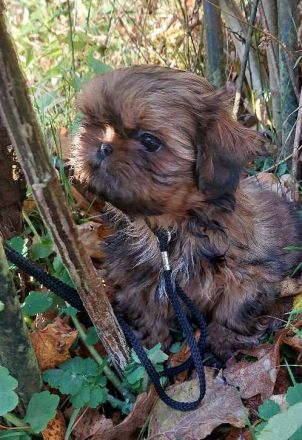 Shih Tzu Welpen