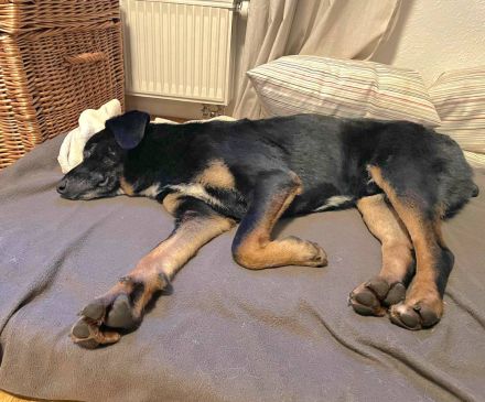 Ikarus, auf PS in 87700 Memmingen, freundlich, aufgeschlossen, auf der Suche nach seinen Menschen