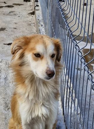 Keno, jung, freundlich, verspielt, sucht die richtigen Menschen