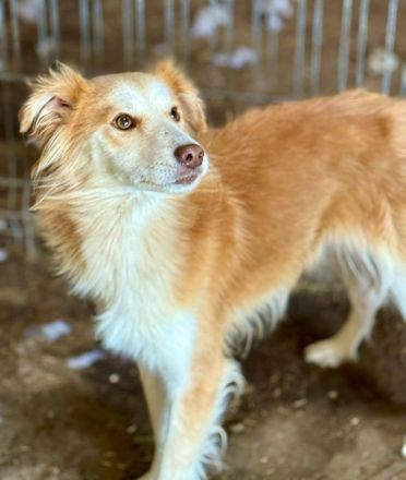 Keno, jung, freundlich, verspielt, sucht die richtigen Menschen