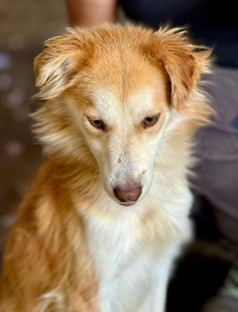 Keno, jung, freundlich, verspielt, sucht die richtigen Menschen