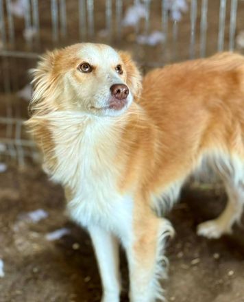 Keno, jung, freundlich, verspielt, sucht die richtigen Menschen