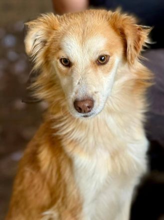 Keno, jung, freundlich, verspielt, sucht die richtigen Menschen