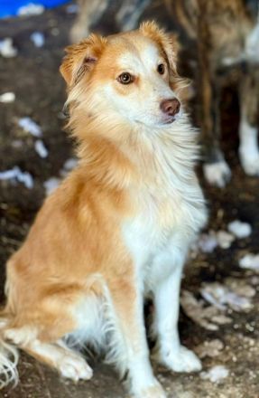 Keno, jung, freundlich, verspielt, sucht die richtigen Menschen