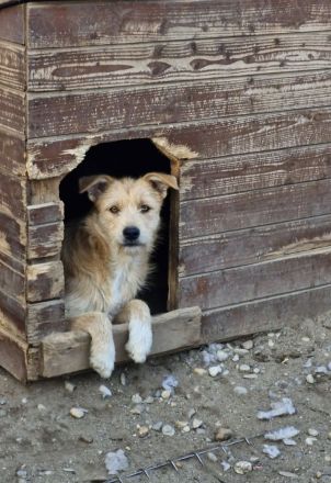 Edi, ruhig, freundlich, ein angenehmer Vertreter seiner Rasse