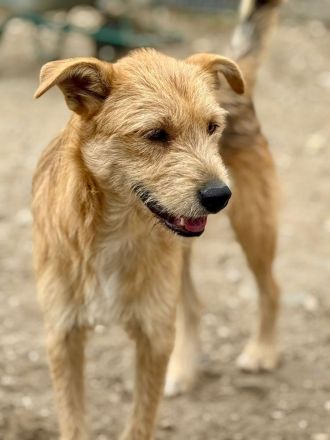 Edi, ruhig, freundlich, ein angenehmer Vertreter seiner Rasse