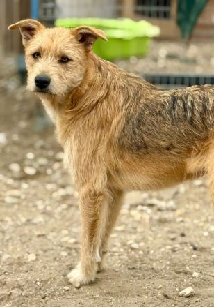 Edi, ruhig, freundlich, ein angenehmer Vertreter seiner Rasse