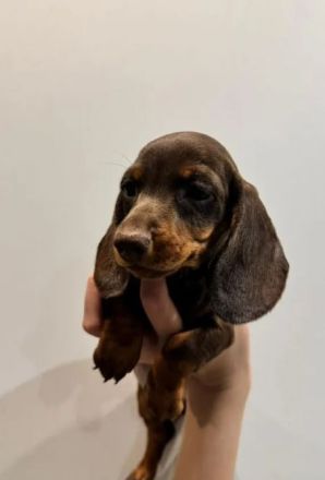 Kurzhaar-Kaninchen-Dackel