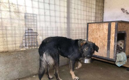Ausgeglichene Hundeseele Lobelia sucht ein Zuhause