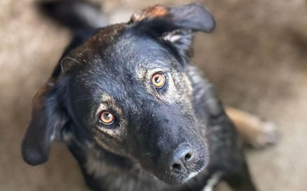 Ausgeglichene Hundeseele Lobelia sucht ein Zuhause