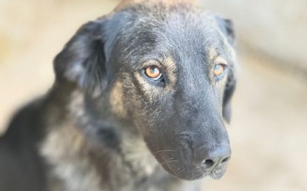 Ausgeglichene Hundeseele Lobelia sucht ein Zuhause