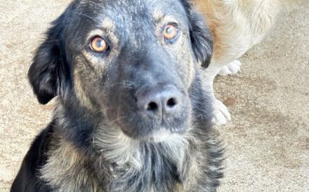 Ausgeglichene Hundeseele Lobelia sucht ein Zuhause