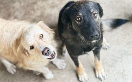 Ausgeglichene Hundeseele Lobelia sucht ein Zuhause