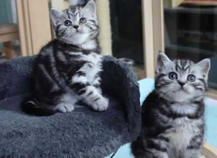 Gryffindors hat zauberhafte TabbyTiger!