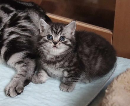 Gryffindors hat zauberhafte TabbyTiger!