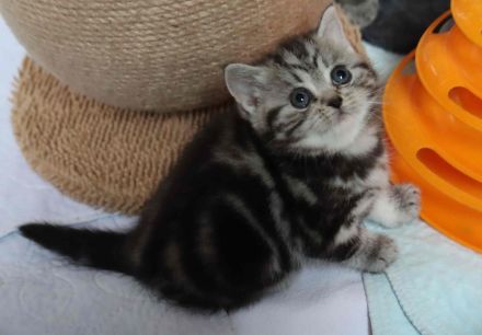 Gryffindors hat zauberhafte TabbyTiger!