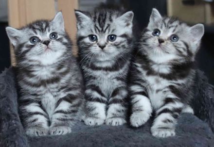 Gryffindors hat zauberhafte TabbyTiger!